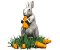 rabbit-19